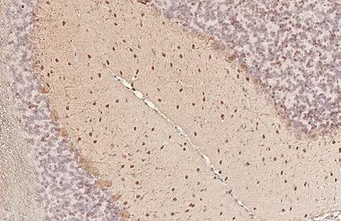Anti-Parvalbumin antibody [HL6691] used in IHC (Paraffin sections) (IHC-P). GTX649402