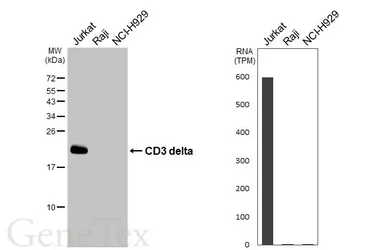 Anti-CD3 delta antibody [GT436] used in Western Blot (WB). GTX649443