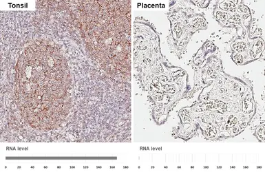 Anti-CD21 antibody [HL6741] used in IHC (Paraffin sections) (IHC-P). GTX649464