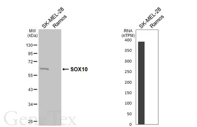 Anti-SOX10 antibody [HL6760] used in Western Blot (WB). GTX649491