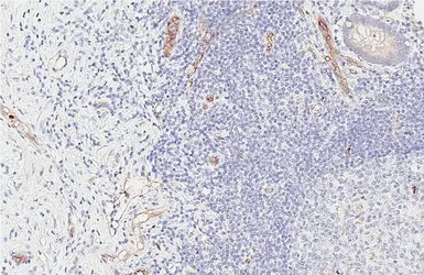 Anti-Claudin 5 antibody [HL6767] used in IHC (Paraffin sections) (IHC-P). GTX649498