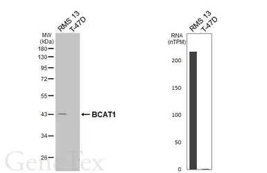 Anti-BCAT1 antibody [HL6780] used in Western Blot (WB). GTX649511