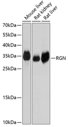 Anti-Regucalcin antibody used in Western Blot (WB). GTX64953