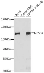 Anti-KAP3 antibody used in Immunoprecipitation (IP). GTX64954