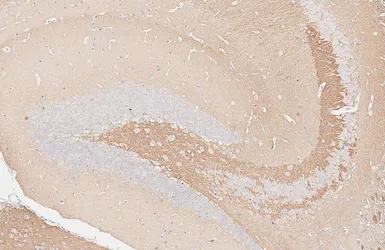 Anti-Munc18-1 antibody [HL6800] used in IHC (Paraffin sections) (IHC-P). GTX649614