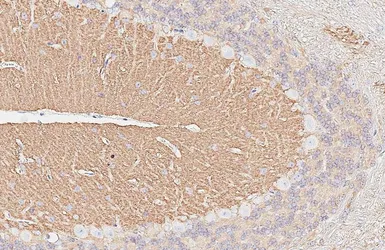 Anti-Munc18-1 antibody [HL6800] used in IHC (Paraffin sections) (IHC-P). GTX649614