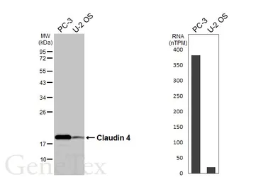 Anti-Claudin 4 antibody [HL6839] used in Western Blot (WB). GTX649653