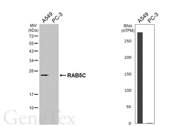 Anti-RAB5C antibody [HL6850] used in Western Blot (WB). GTX649694