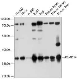 Anti-PSMD14 antibody used in Western Blot (WB). GTX64996