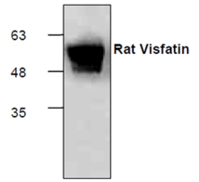 Human Neurotrophin 4 protein (active). GTX65189-pro