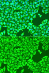 Anti-beta Tubulin 8 antibody used in Immunocytochemistry/ Immunofluorescence (ICC/IF). GTX65574