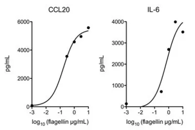 Salmonella typhimurium Flagellin protein (active). GTX65630-pro