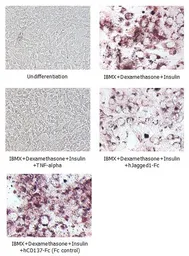 Human Jagged 1 protein, human IgG1 Fc tag (active). GTX65636-pro