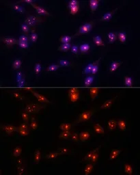 Anti-Fibrillarin antibody used in Immunocytochemistry/ Immunofluorescence (ICC/IF). GTX65859
