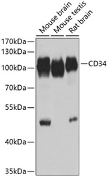 Anti-CD34 antibody used in Western Blot (WB). GTX65867