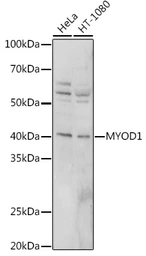 Anti-MyoD1 antibody used in Western Blot (WB). GTX65875