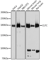 Anti-Clathrin Heavy chain antibody used in Western Blot (WB). GTX65878
