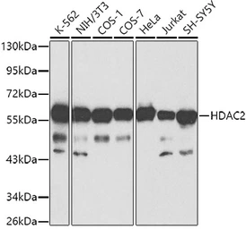 Anti-HDAC2 antibody used in Western Blot (WB). GTX65924