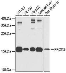 Anti-Prokineticin 2 antibody used in Western Blot (WB). GTX65949