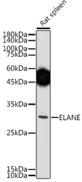 Anti-Neutrophil elastase antibody used in Western Blot (WB). GTX66150
