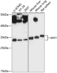 Anti-IAH1 antibody used in Western Blot (WB). GTX66199