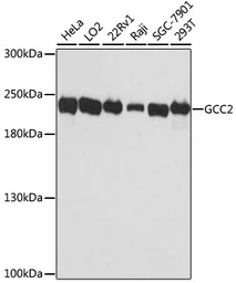 Anti-GCC2 antibody used in Western Blot (WB). GTX66210