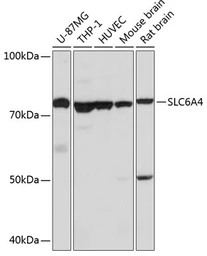 Anti-Serotonin Transporter antibody used in Western Blot (WB). GTX66232