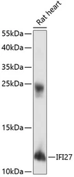 Anti-IFI27 antibody used in Western Blot (WB). GTX66233