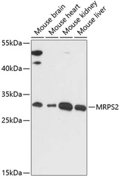 Anti-MRPS2 antibody used in Western Blot (WB). GTX66243