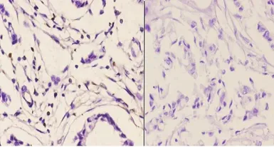 Anti-PMS2 antibody used in IHC (Paraffin sections) (IHC-P). GTX66694