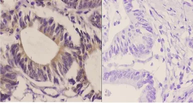 Anti-GluR2 antibody used in IHC (Paraffin sections) (IHC-P). GTX66722