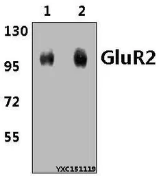 Anti-GluR2 antibody used in Western Blot (WB). GTX66722