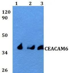 Anti-CEACAM6 antibody used in Western Blot (WB). GTX66780