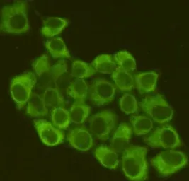 Anti-eIF2 alpha antibody [2E4] used in Immunocytochemistry/ Immunofluorescence (ICC/IF). GTX66838