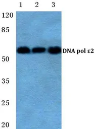 Anti-DNA Polymerase epsilon p59 antibody used in Western Blot (WB). GTX66856
