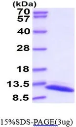 Thioredoxin 1 protein, His tag (active). GTX66886-pro