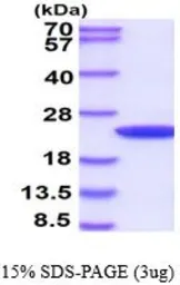 Human Cyclophilin B protein (active). GTX66955-pro