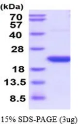 Rat Cyclophilin F protein, His tag (active). GTX66959-pro