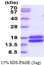 Mouse Cystatin C protein, His tag (active). GTX66963-pro