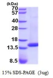 Human Cystatin D protein, His tag (active). GTX66965-pro