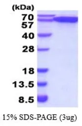 Human ERp57 protein, His tag (active). GTX66985-pro