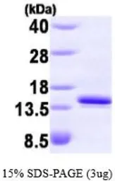 Human FKBP12 protein, His tag (active). GTX66990-pro