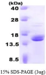 Human FKBP2 protein (active). GTX66993-pro
