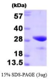 Human FKBP25 protein (active). GTX66994-pro