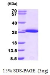 Mouse GSTM1 protein, His tag (active). GTX67036-pro