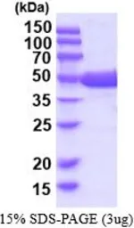 Human Guanine deaminase protein, His tag (active). GTX67043-pro