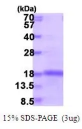 Mouse IL2 protein (active). GTX67061-pro