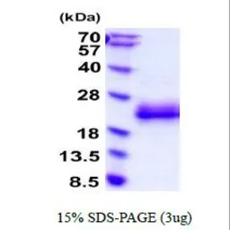 Mouse IL3 protein, His tag (active). GTX67063-pro