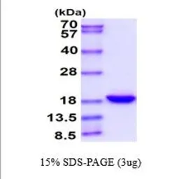 Human IL33 protein (active). GTX67064-pro