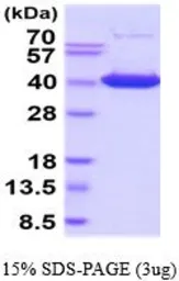 Mouse IMPAD1 protein, His tag (active). GTX67075-pro